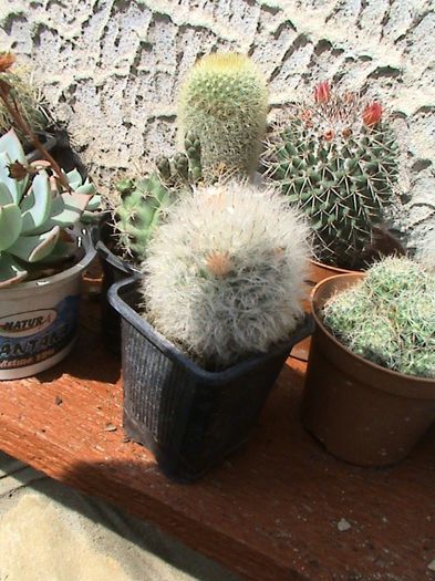 DSC00207 - CACTUSI