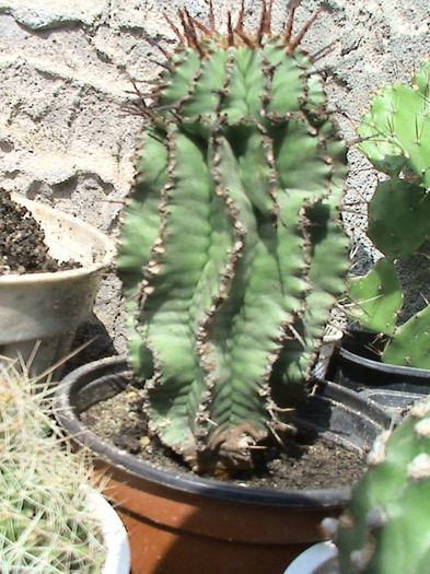 DSC00219 - CACTUSI