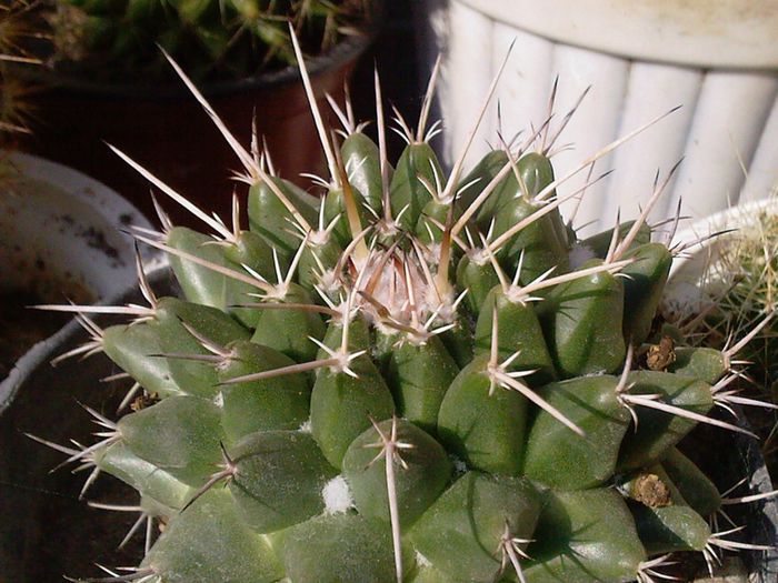 Fotografii-0068 - CACTUSI