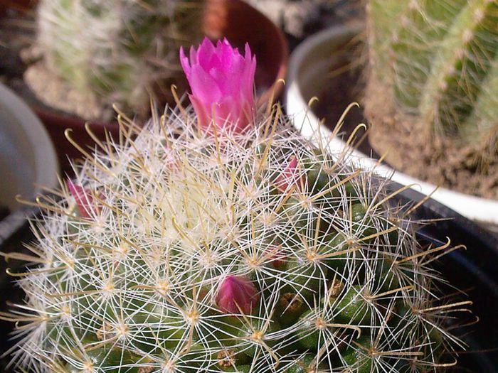 Fotografii-0069 - CACTUSI
