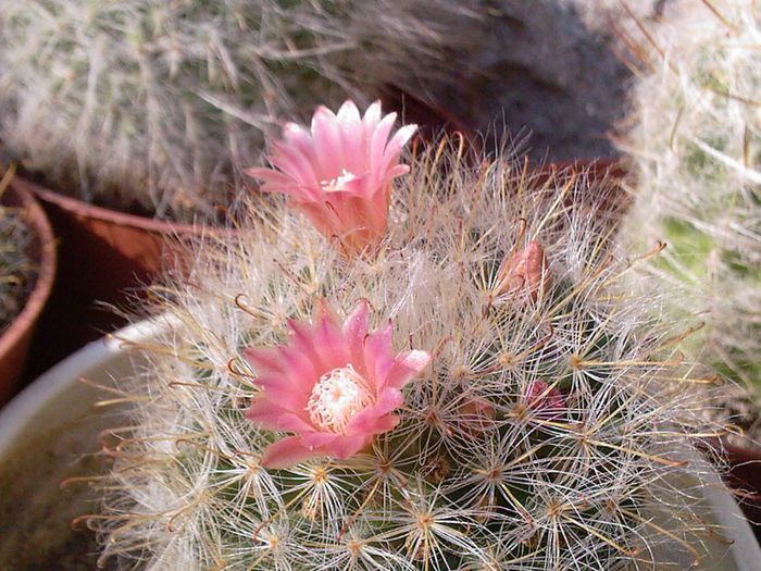 Fotografii-0070 - CACTUSI