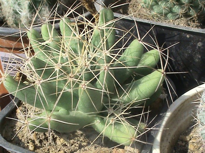 Picture 148 - CACTUSI