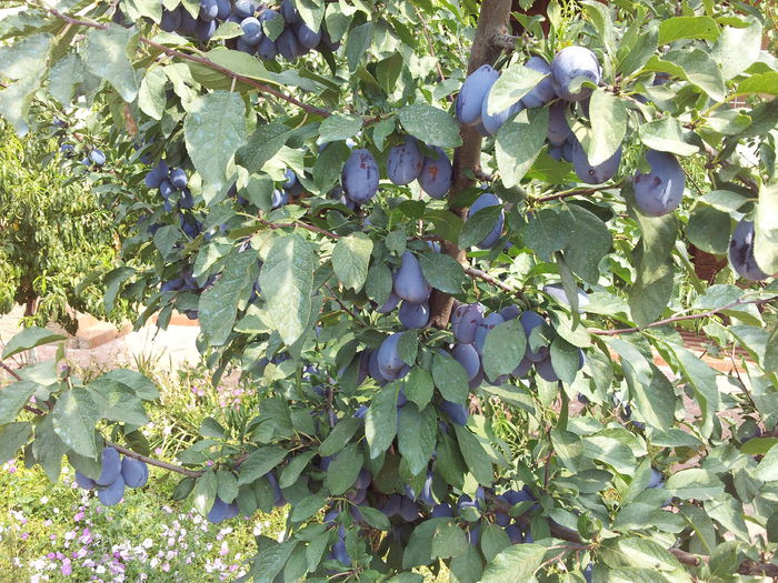 20130814_112720 - Gradina vara 2013