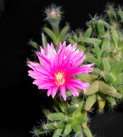 trichodiadema densum - c-suculente