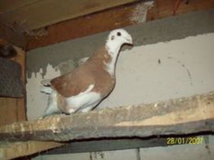 93632022_SCGVOMJ