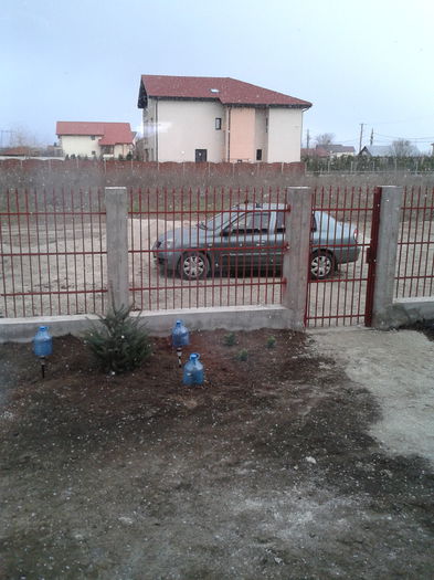 20131208_143619; Bradutul meu
