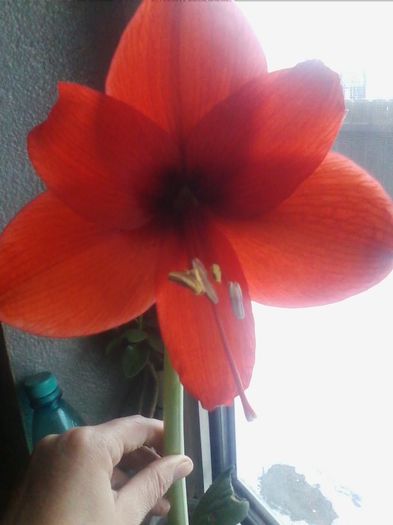 oranj sovergin 5.1.2014 - amaryllis2014