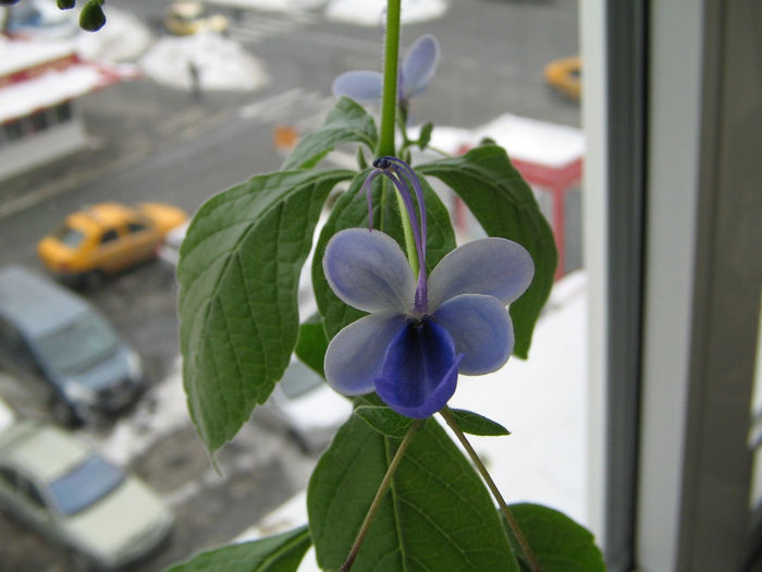 IMG_3227 - Clerodendron ugandese