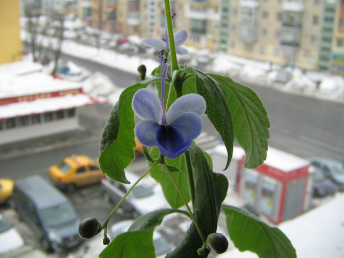 IMG_3229 - Clerodendron ugandese