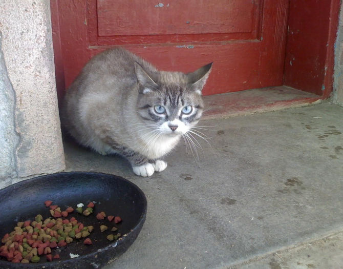 Mitzi - Catei si pisici maidaneze