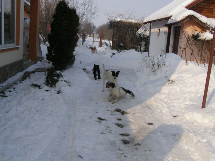 05 februarie 2014 - Gradina 2014