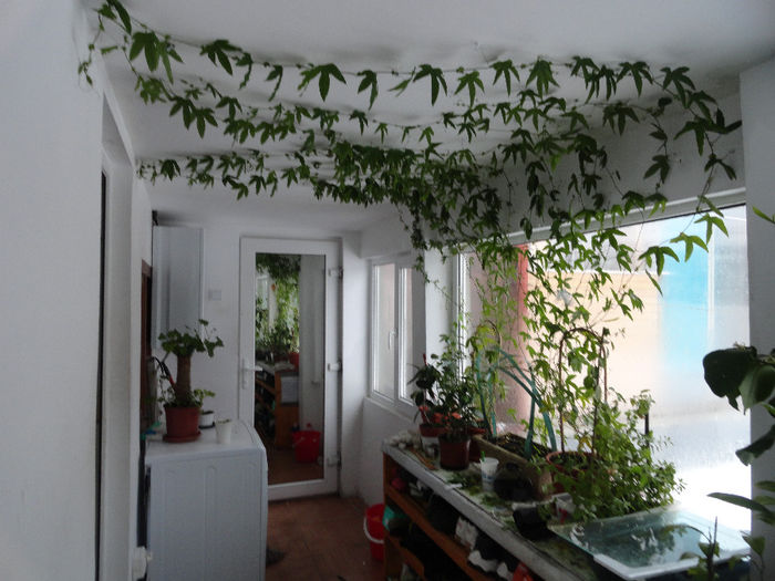 pas. caeruela 1 ghiv.2buc 100ron