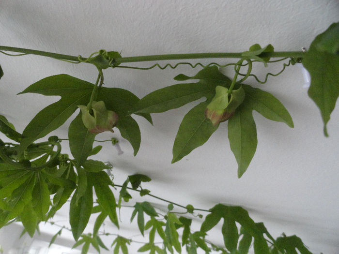 pas. caeruela 1 ghiv.2buc 100ron; feb. cu flori
