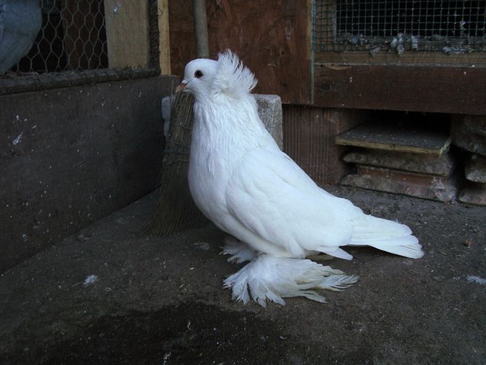 mascul 2013 - uriasi maghiari 2015