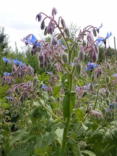 CAM00163 - flori din gradina