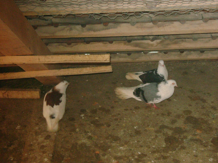 DSC02380 - zburatori de severin 2014