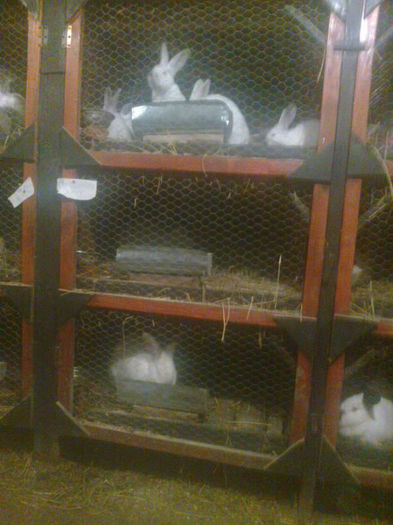 Fotografie0398 - Custile