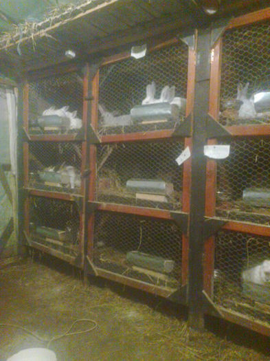 Fotografie0399 - Custile