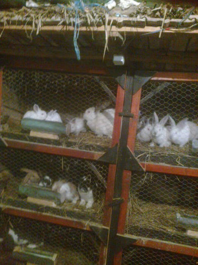 Fotografie0405 - Custile