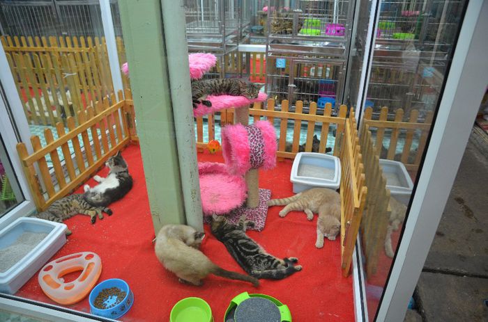 pisoi bengalez - Bangkok-piata de animale