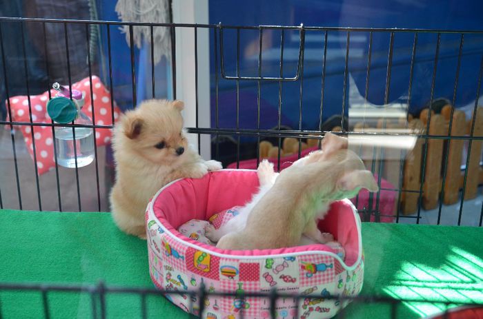 1601 - Bangkok-piata de animale