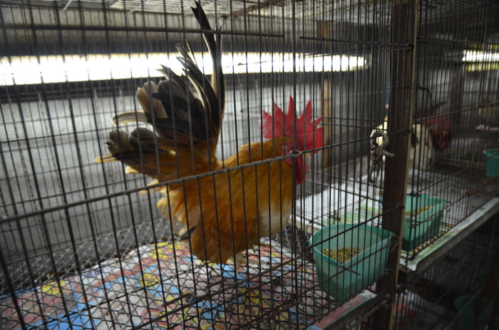 1614 - Bangkok-piata de animale
