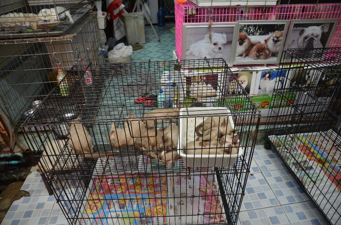 Thai 414 - Bangkok-piata de animale