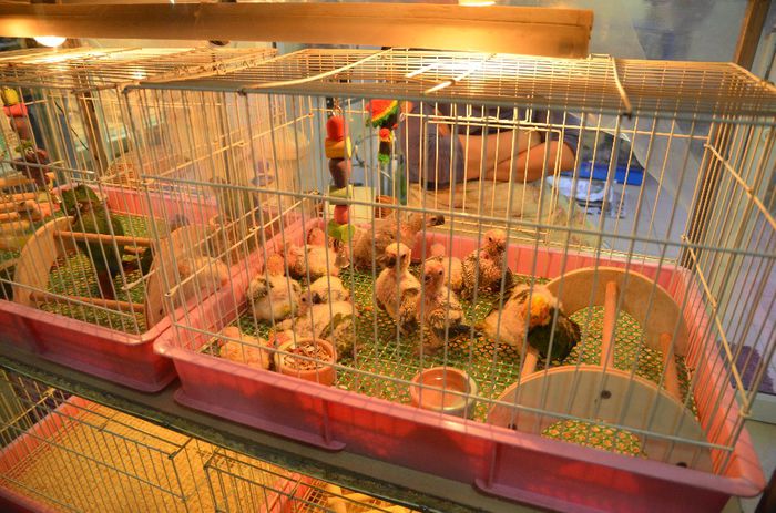 pui papagal - Bangkok-piata de animale