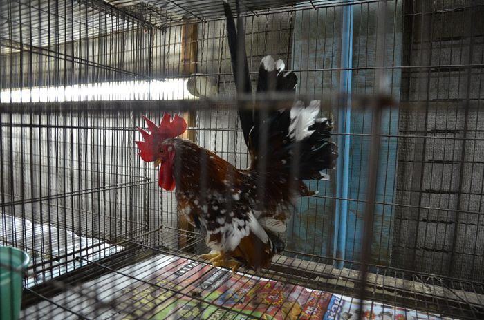 Thai 423 - Bangkok-piata de animale