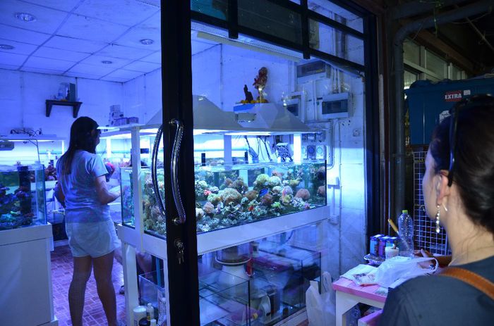 Thai 403 - Bangkok-piata de animale