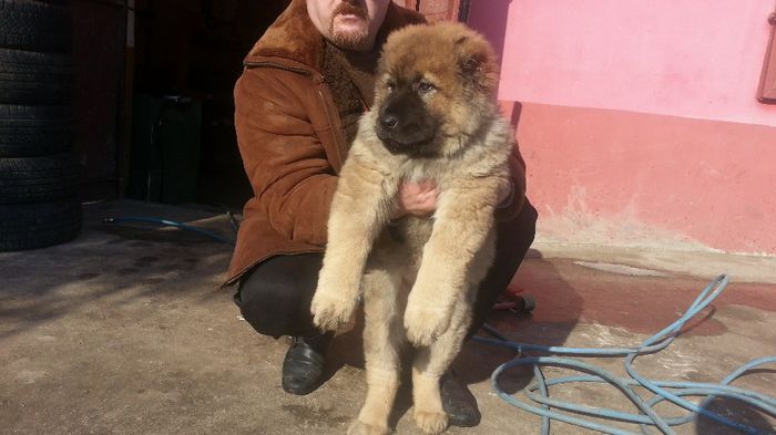 20140204_134907 - De vanzare catei Ciobanesc Belgian Malinois