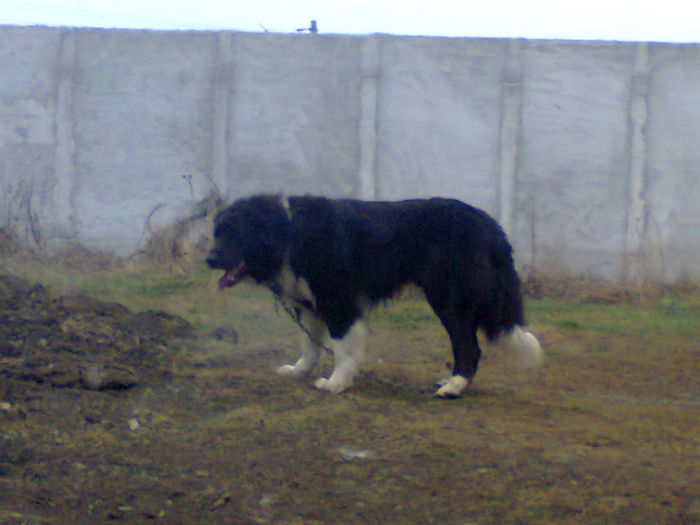 mascul