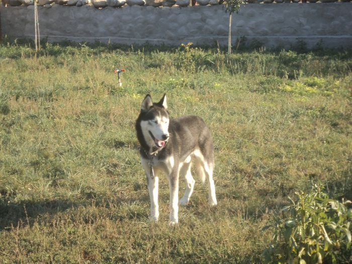 DSC02496 - 5 HUSKI SIBERIAN