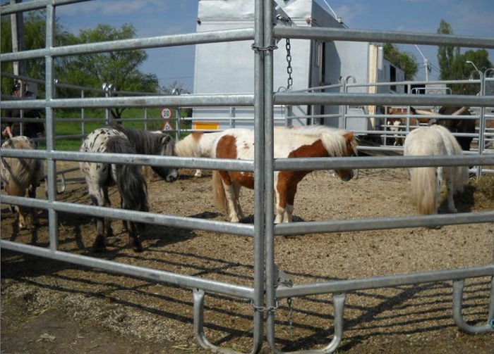 Circul la Real Deva 1