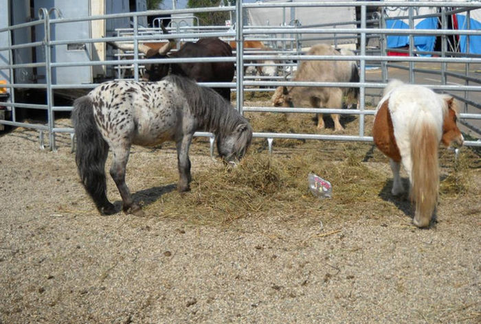 Circul la Real Deva 2