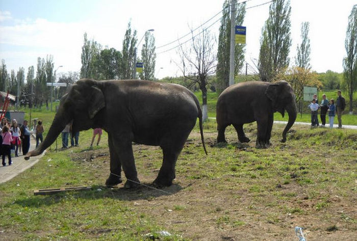 Circul la Real Deva 7