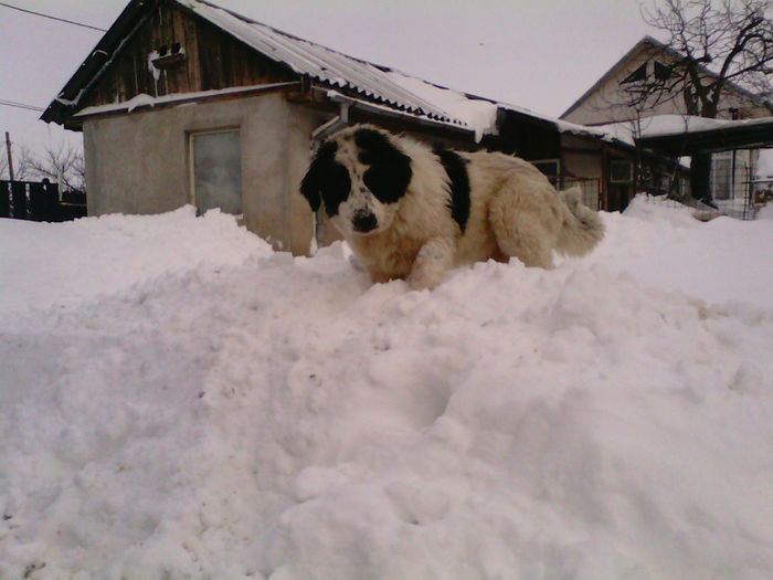 Femela din Iancu - 7 luni - Pui ciobanesc de bucovina -  iulie 2013