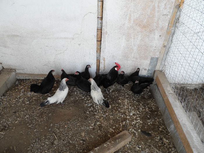 SAM_4652 - Gaina Pitica Germana Schwarz-Negru