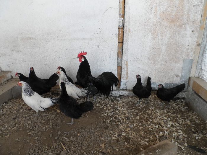 SAM_4653 - Gaina Pitica Germana Schwarz-Negru