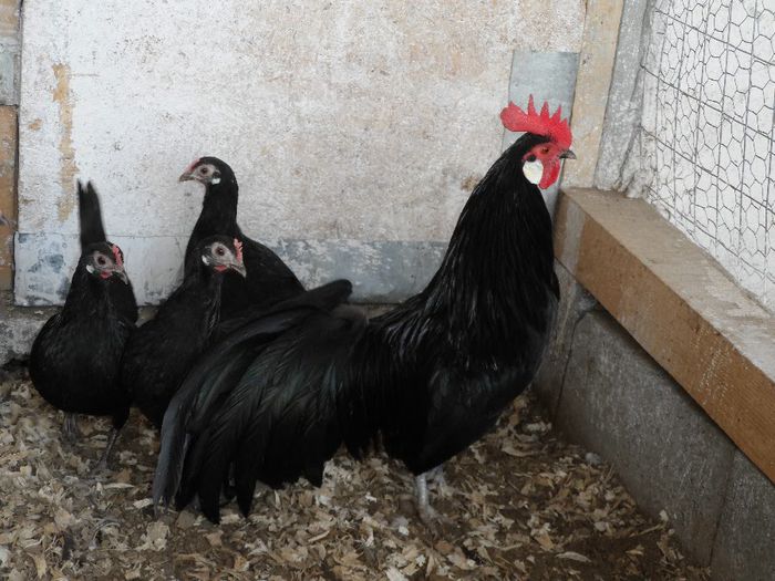 SAM_4657 - Gaina Pitica Germana Schwarz-Negru