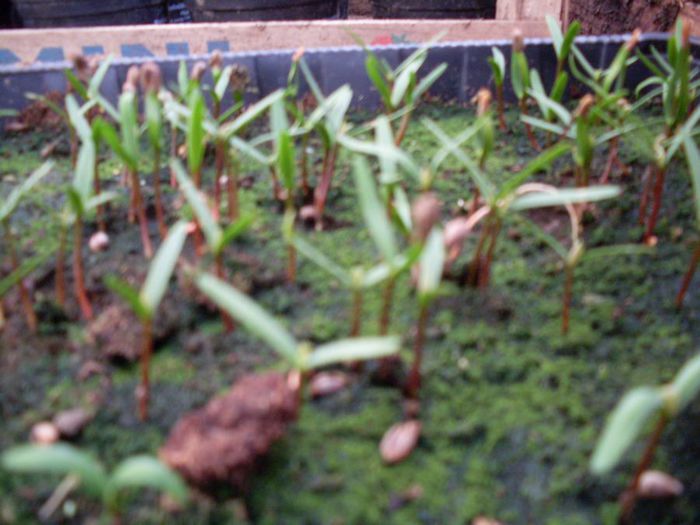 SDC13579; Rasad tuia
