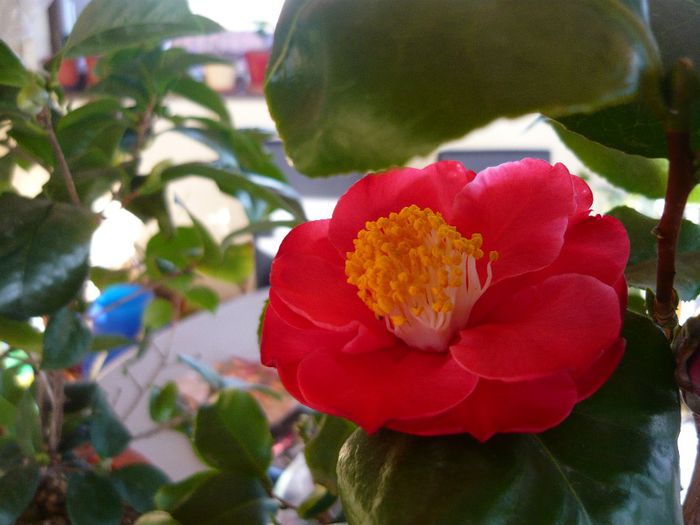 Camellia japonica ‘Covina’ - 2014 flori