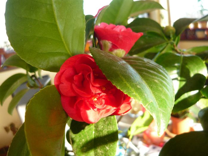 inflorita in fiecare iarna - camellia 2014