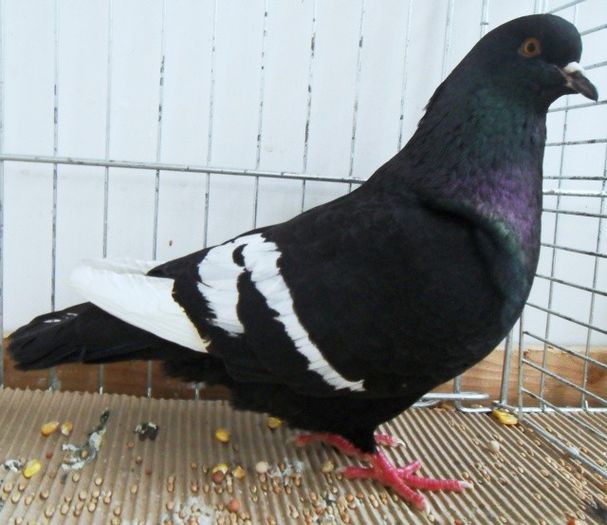 82 - Pt Iubitorii Rasei 2