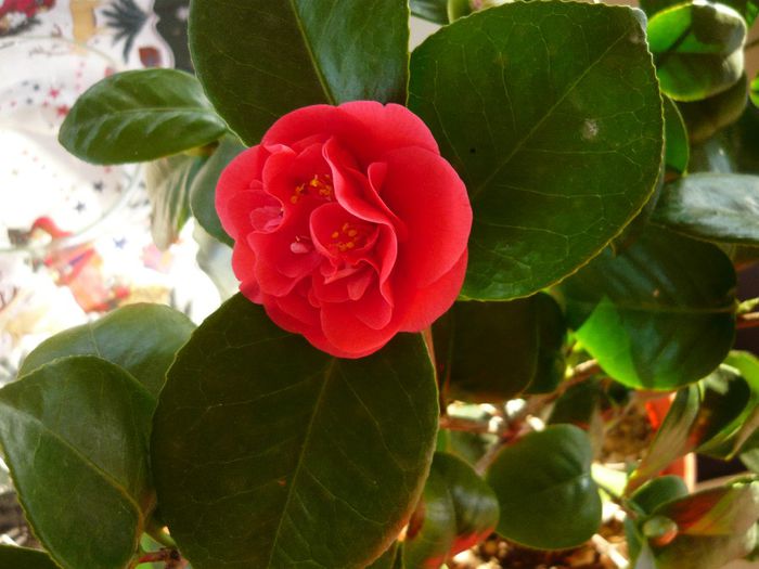 P1300329 - camellia 2014