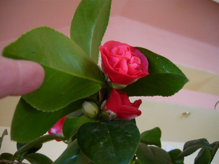 P1300344 - camellia 2014