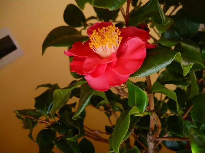 Camellia japonica ‘Covina’ - camellia 2014