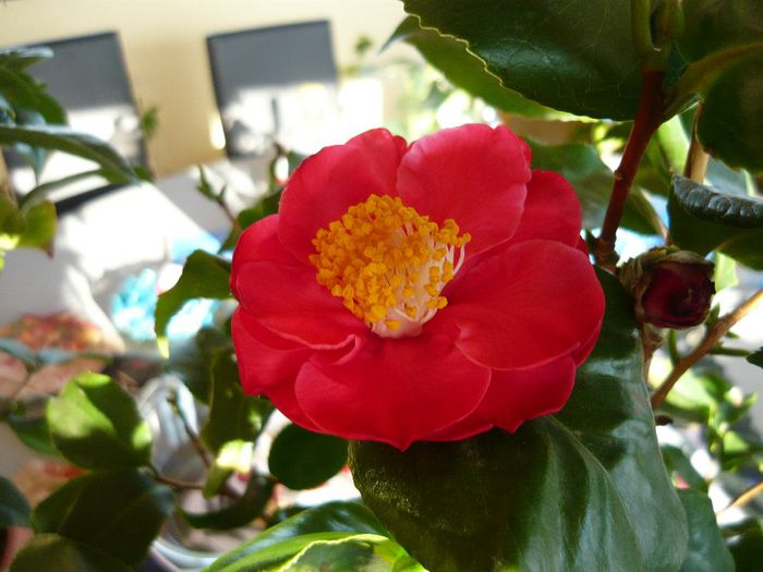 la o prima inflorire - camellia 2014