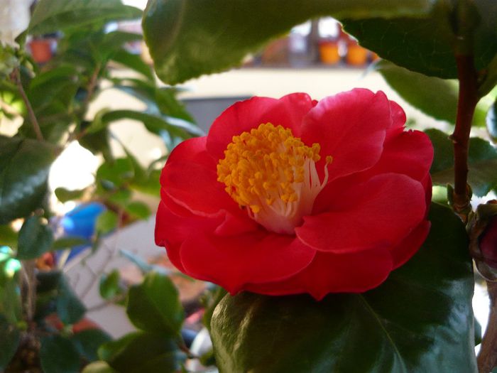 a meritat asteptarea - camellia 2014