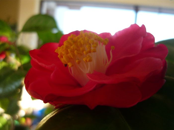 P1300335 - camellia 2014